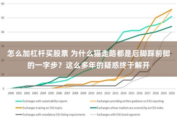 怎么加杠杆买股票 为什么猫走路都是后脚踩前脚的一字步？这么多