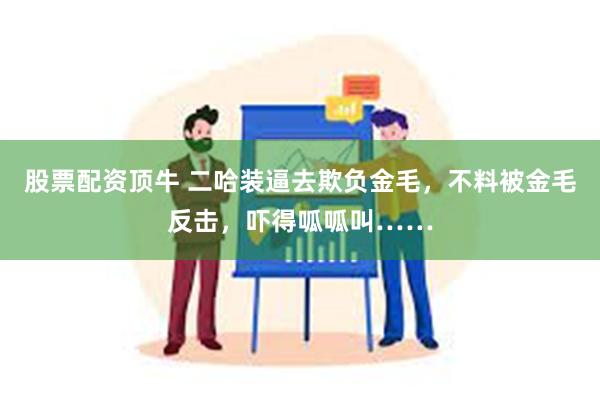 股票配资顶牛 二哈装逼去欺负金毛，不料被金毛反击，吓得呱呱叫