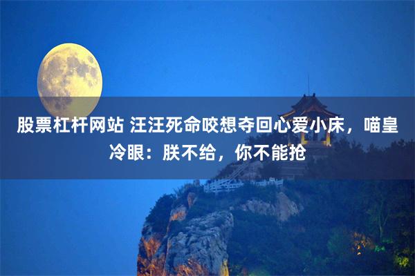 股票杠杆网站 汪汪死命咬想夺回心爱小床，喵皇冷眼：朕不给，你不能抢